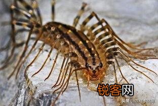 在农村,让人闻风丧胆的5大神兽,你还记得几个？