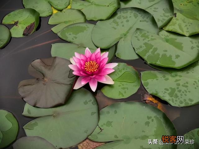能否请各位懂鞋的朋友帮忙推荐一款鞋？