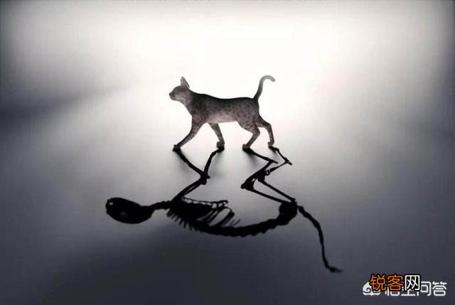 物理学的四大神兽,除了薛定谔的猫还有哪些？