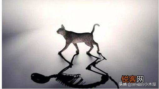 物理学的四大神兽,除了薛定谔的猫还有哪些？