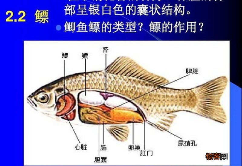 鱼鳔怎么了就会浮上来