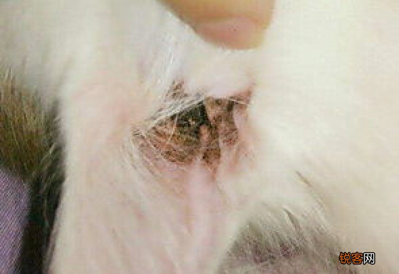 猫眼睛里进东西了怎么办