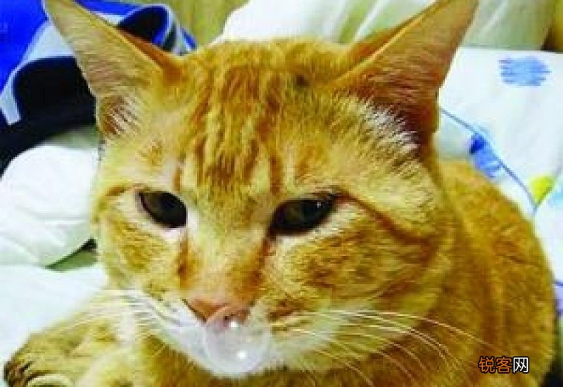 猫咪打喷嚏鼻塞怎么办