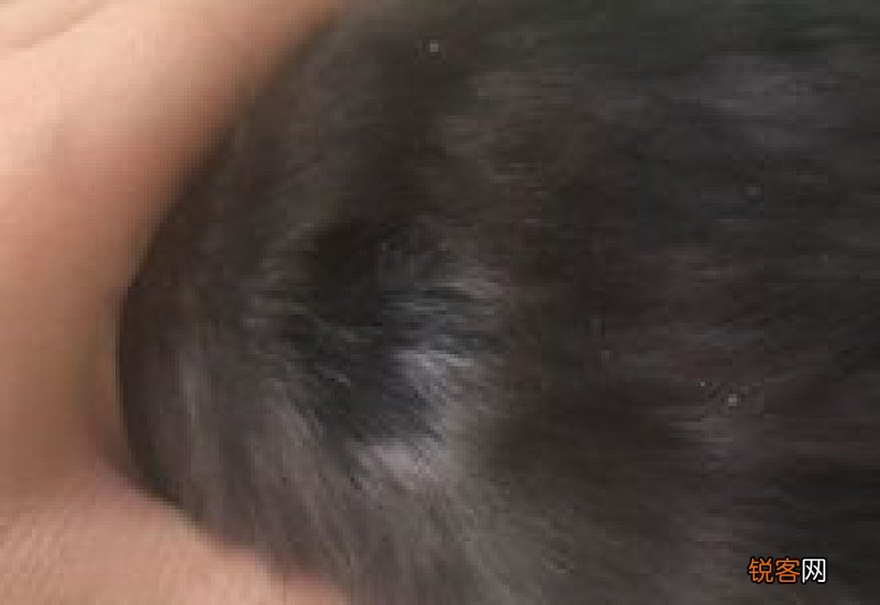 猫藓处长毛了又有皮屑