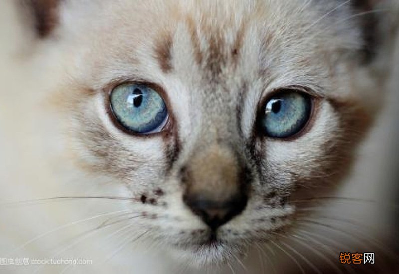 猫眼睛瞳孔一天的变化