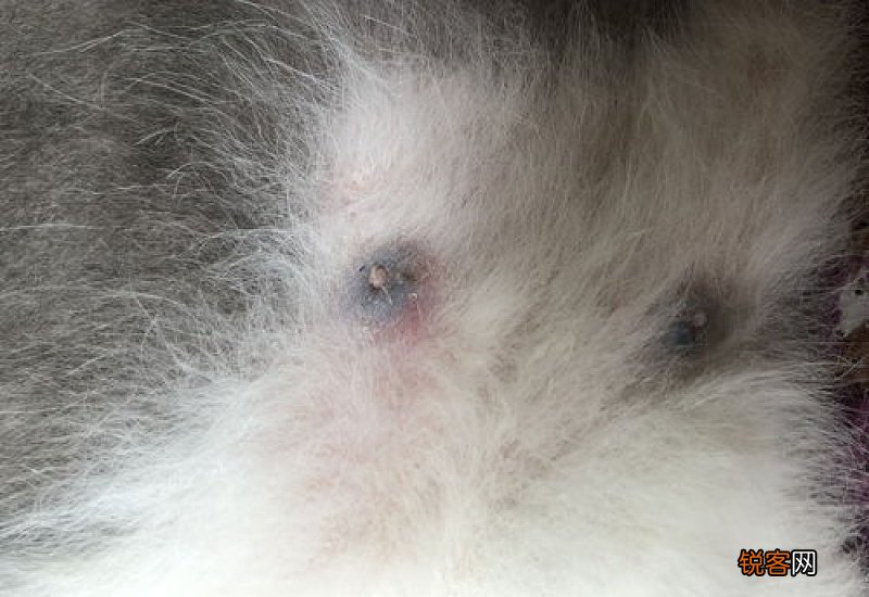 公猫一个乳头红肿