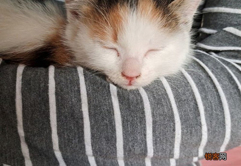 猫咪躲在床底不出来怎么办