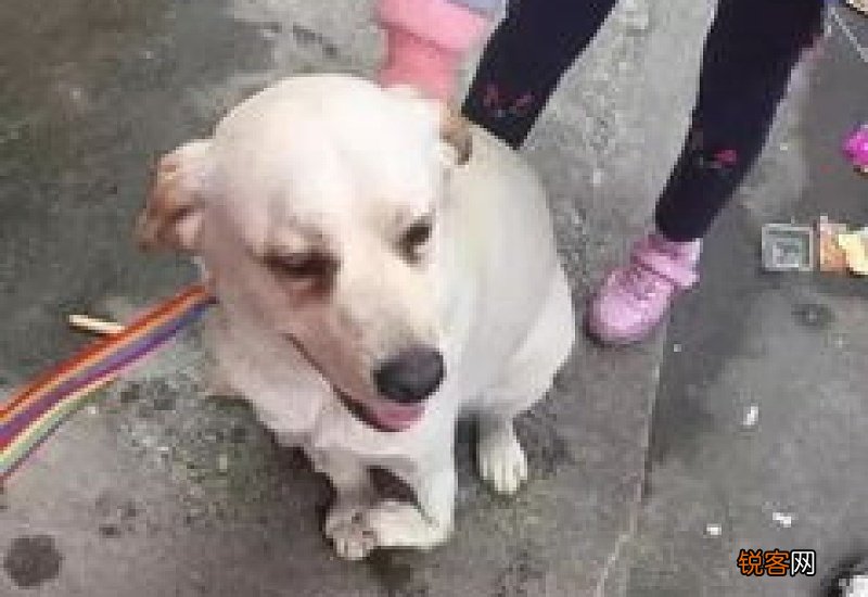 狗狗脚断了会自己好吗