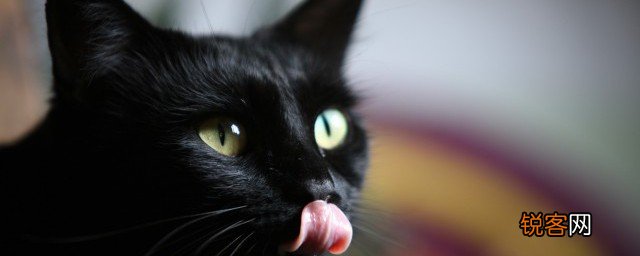 养猫咪的男孩子性格怎么样 养猫咪的男孩子性格如何