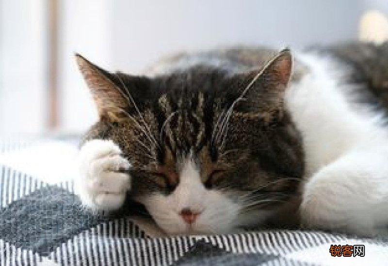 猫咪为什么会抑郁