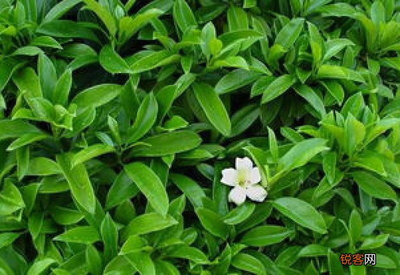 非洲茉莉适合在室内养殖吗