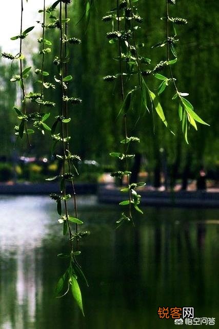 柳永和纳兰容若哪个厉害,你最喜欢他们的哪句词？