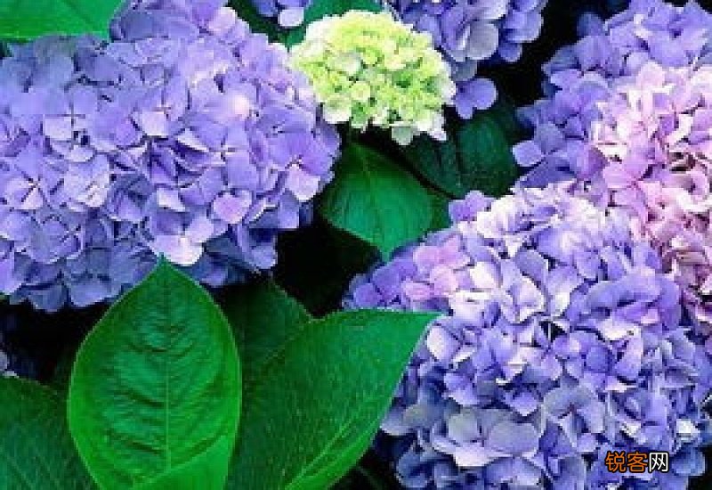 绣球花可以养几天