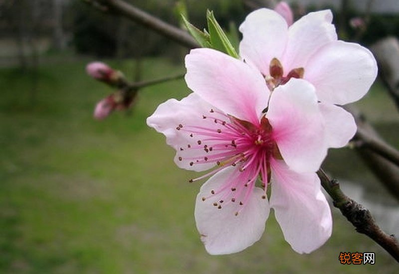 春天都开哪些花