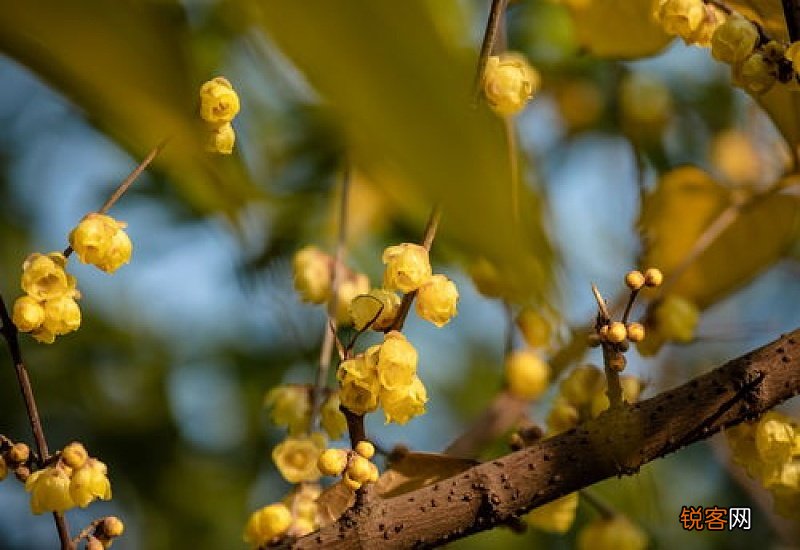 梅花根的药用价值和用途 梅花根有什么作用
