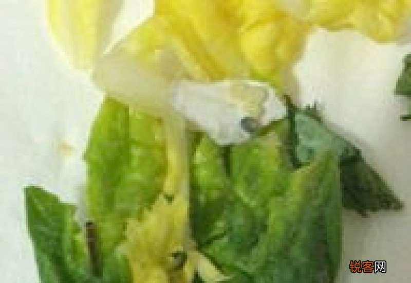 蚕可以吃生菜叶子吗 蚕宝宝能吃生菜叶子吗