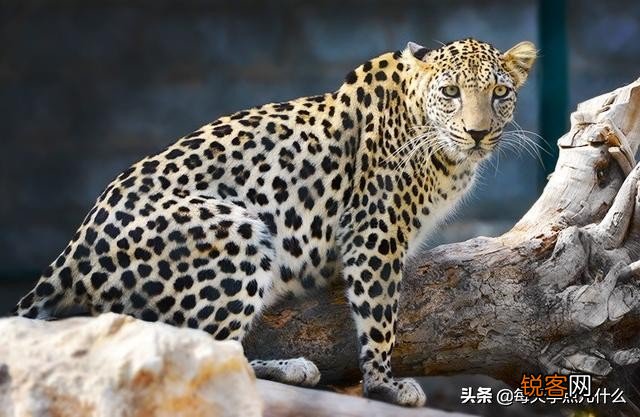 豹子有多少种类 原来豹子还分这么多类型