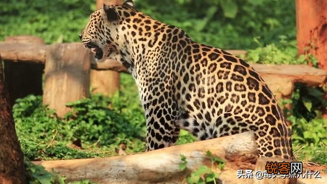 豹子有多少种类 原来豹子还分这么多类型