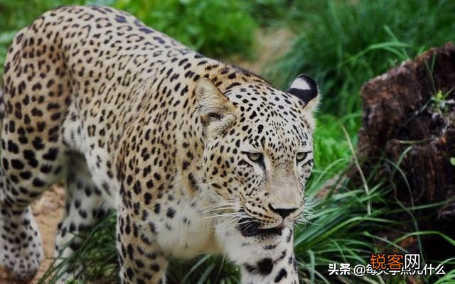 豹子有多少种类 原来豹子还分这么多类型