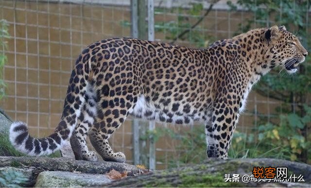 豹子有多少种类 原来豹子还分这么多类型