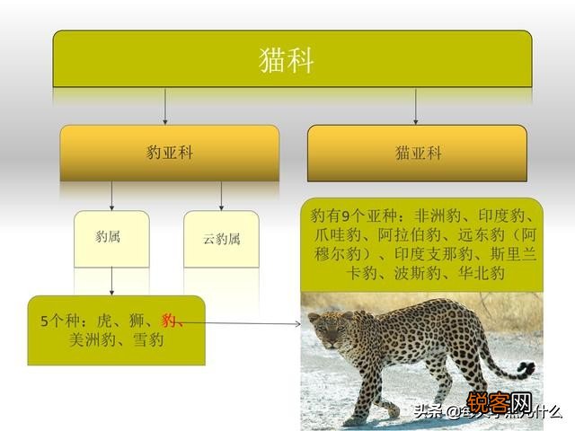 豹子有多少种类 原来豹子还分这么多类型