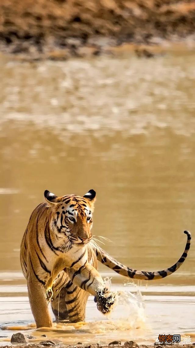 手机拍照技巧有哪些,不用于自拍的拍照类APP有哪些？