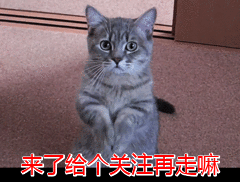 雪纳瑞的性格特点 你了解过你家狗狗吗
