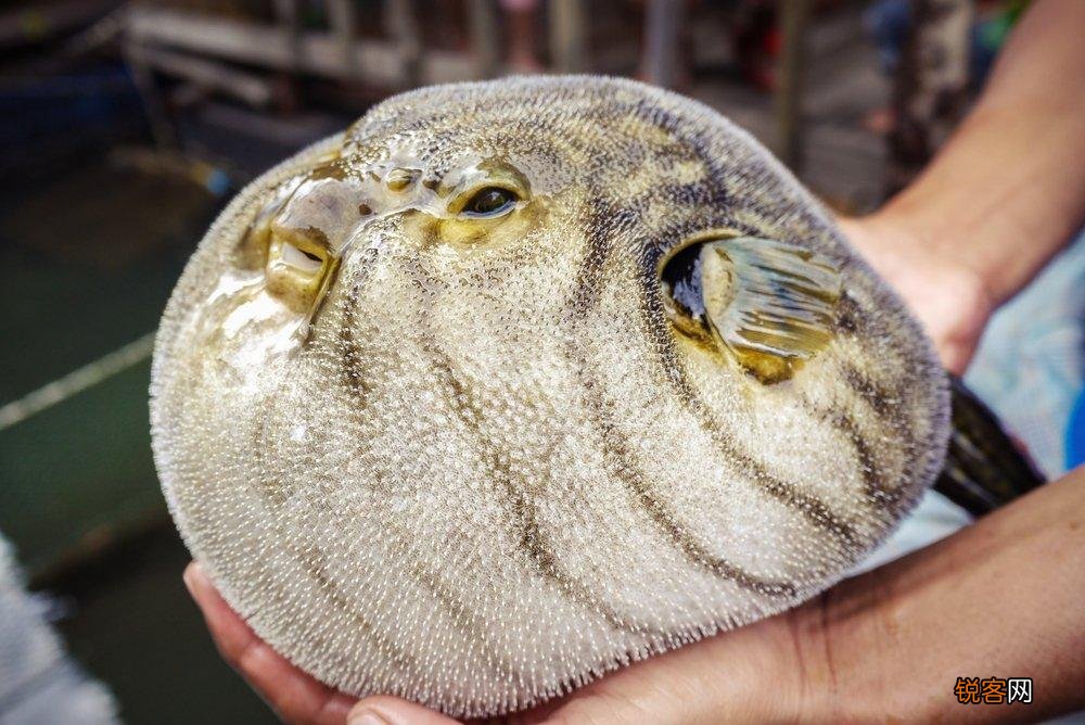 世界上最贵的食用鱼 被称为海里的金砖一条价值千万