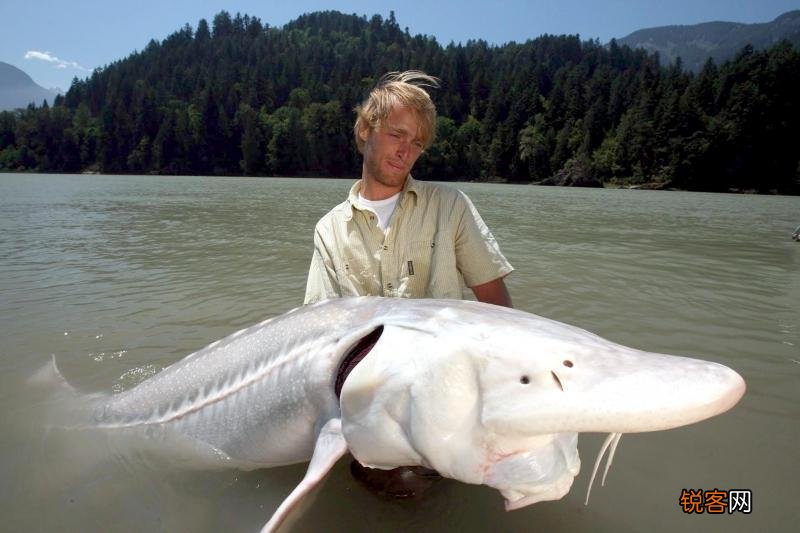 世界上最贵的食用鱼 被称为海里的金砖一条价值千万