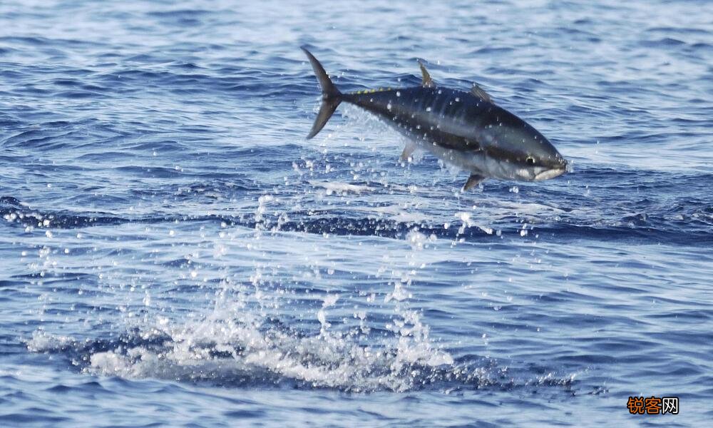 世界上最贵的食用鱼 被称为海里的金砖一条价值千万