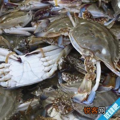 大闸蟹公母怎么区分 三种方法辨别公母
