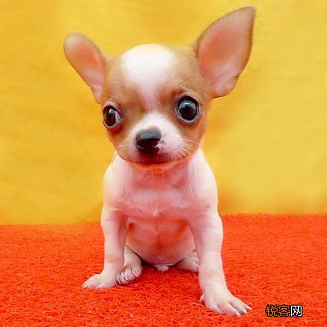 什么狗长得好看又可爱 最可爱最萌的10种宠物狗狗