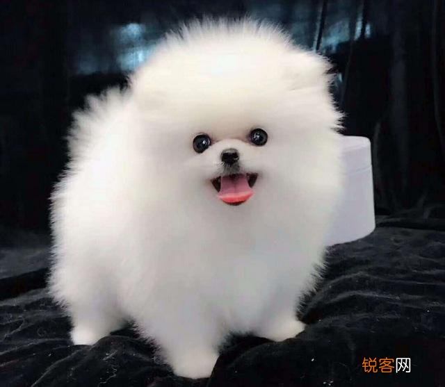 什么狗长得好看又可爱 最可爱最萌的10种宠物狗狗