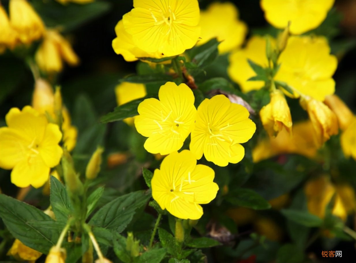 祛痘修复用什么护肤品推荐 祛痘产品中有哪些成分才能祛痘
