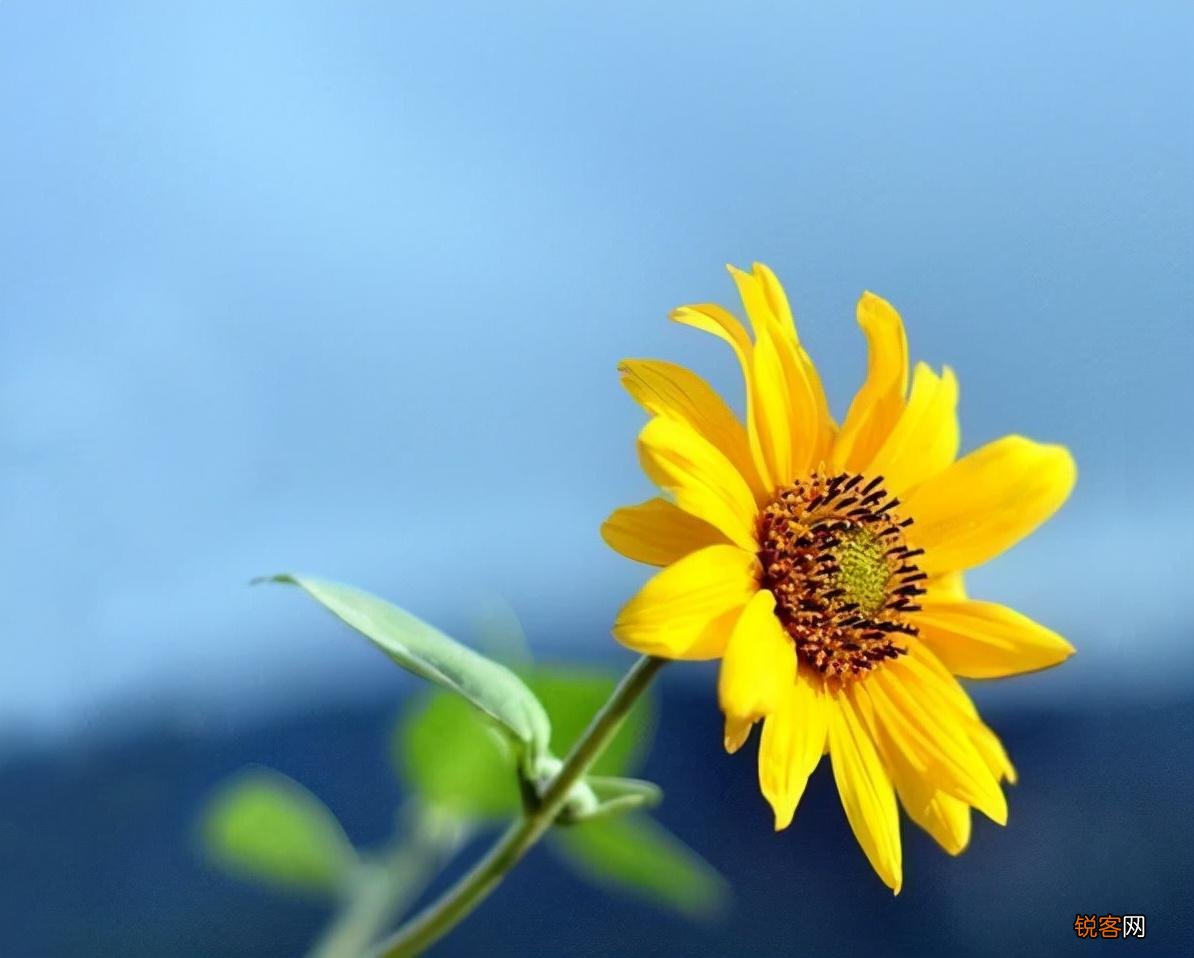 向日葵的花语 象征含义是什么