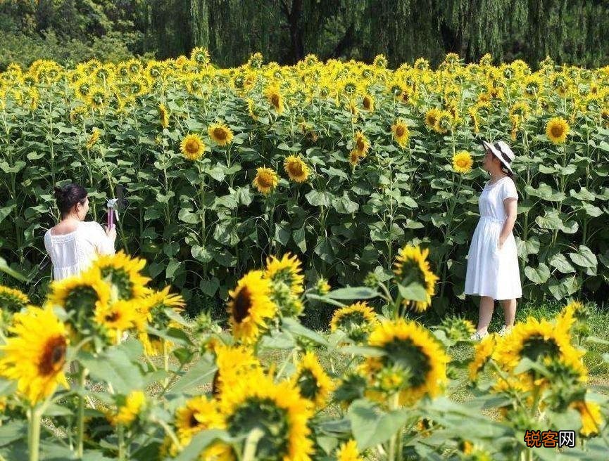 向日葵的花语 象征含义是什么