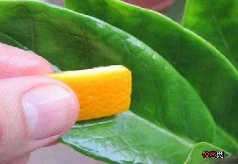 橘子皮水适合浇什么植物