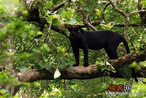 有黑豹这种动物吗 它是猫科动物中独立的物种吗
