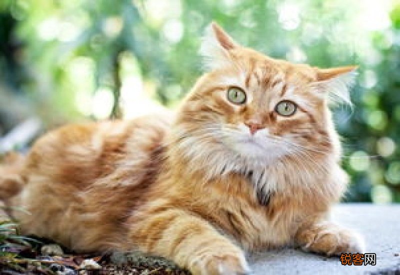 猫的耳朵灵敏吗