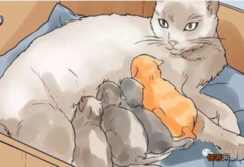 猫咪假孕和真孕区别
