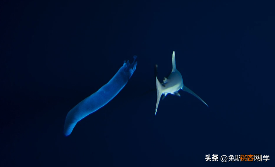 分享5种恐怖的奇异动物 地球上奇异生物有哪些