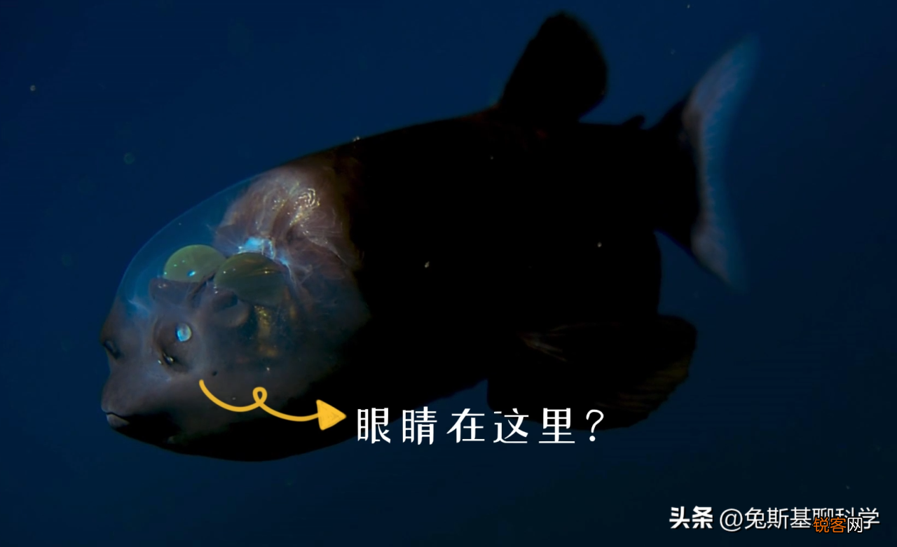 分享5种恐怖的奇异动物 地球上奇异生物有哪些