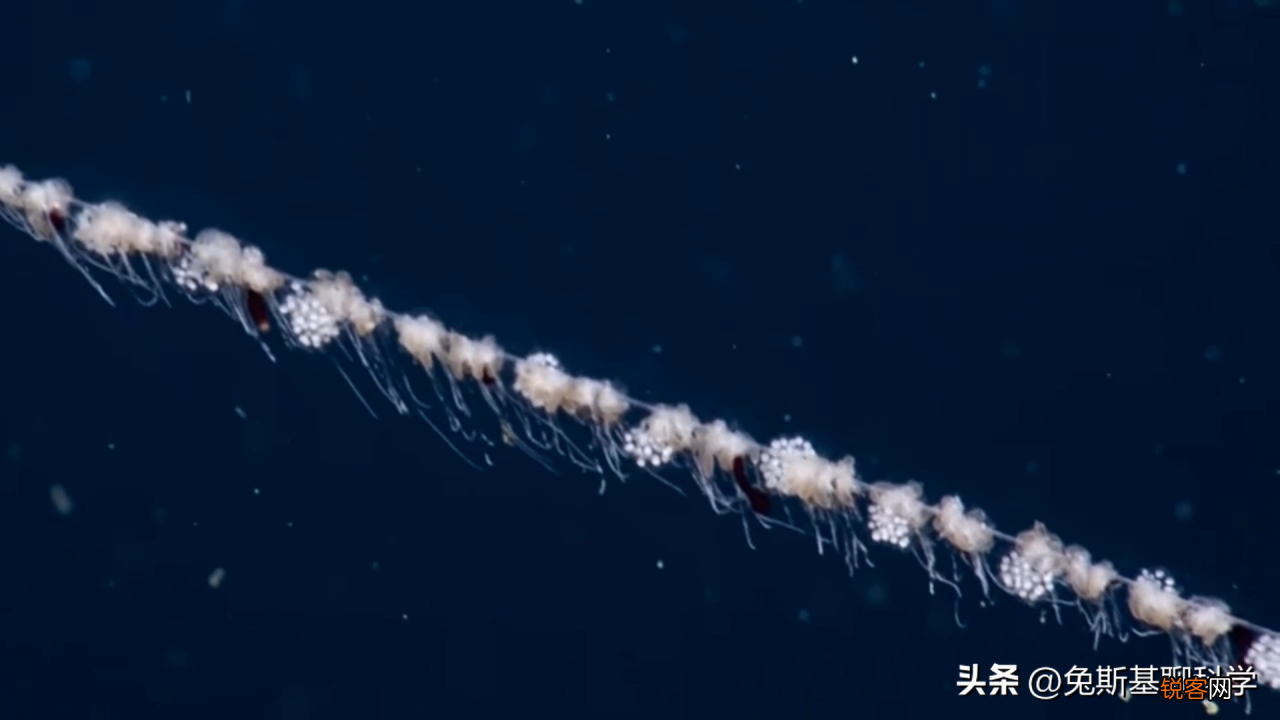 分享5种恐怖的奇异动物 地球上奇异生物有哪些