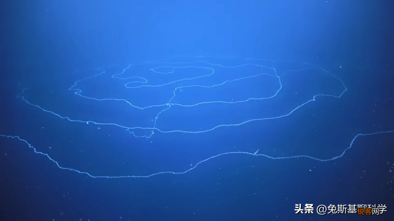 分享5种恐怖的奇异动物 地球上奇异生物有哪些