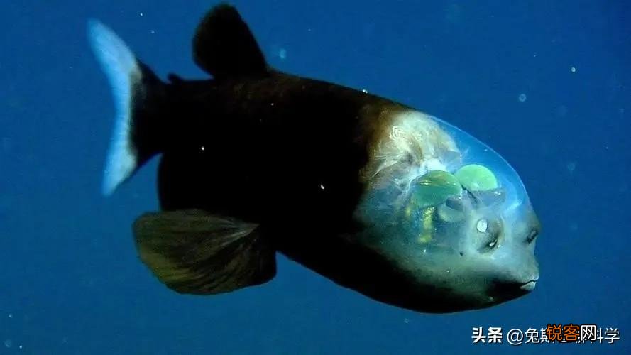 分享5种恐怖的奇异动物 地球上奇异生物有哪些
