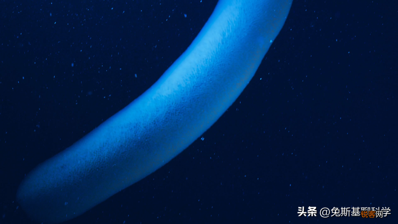 分享5种恐怖的奇异动物 地球上奇异生物有哪些