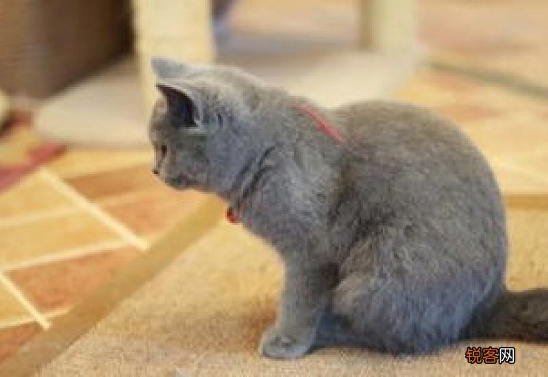 英短公猫绝育的好处和坏处