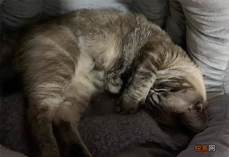 猫咪肛门腺不挤可以吗