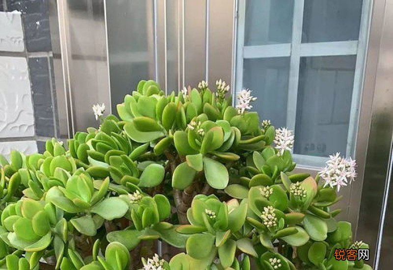如何给玉树造型