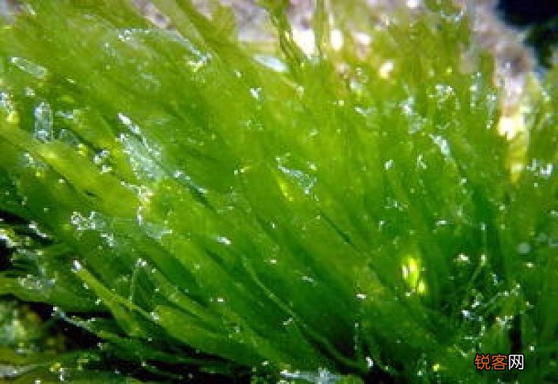 浒苔是什么东西